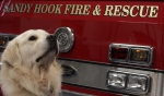 Newtown CT: Chance, K-9 Disaster Relief.  Sandy Hook Fire & Rescue. December 2012 Photo: Tyann Sells